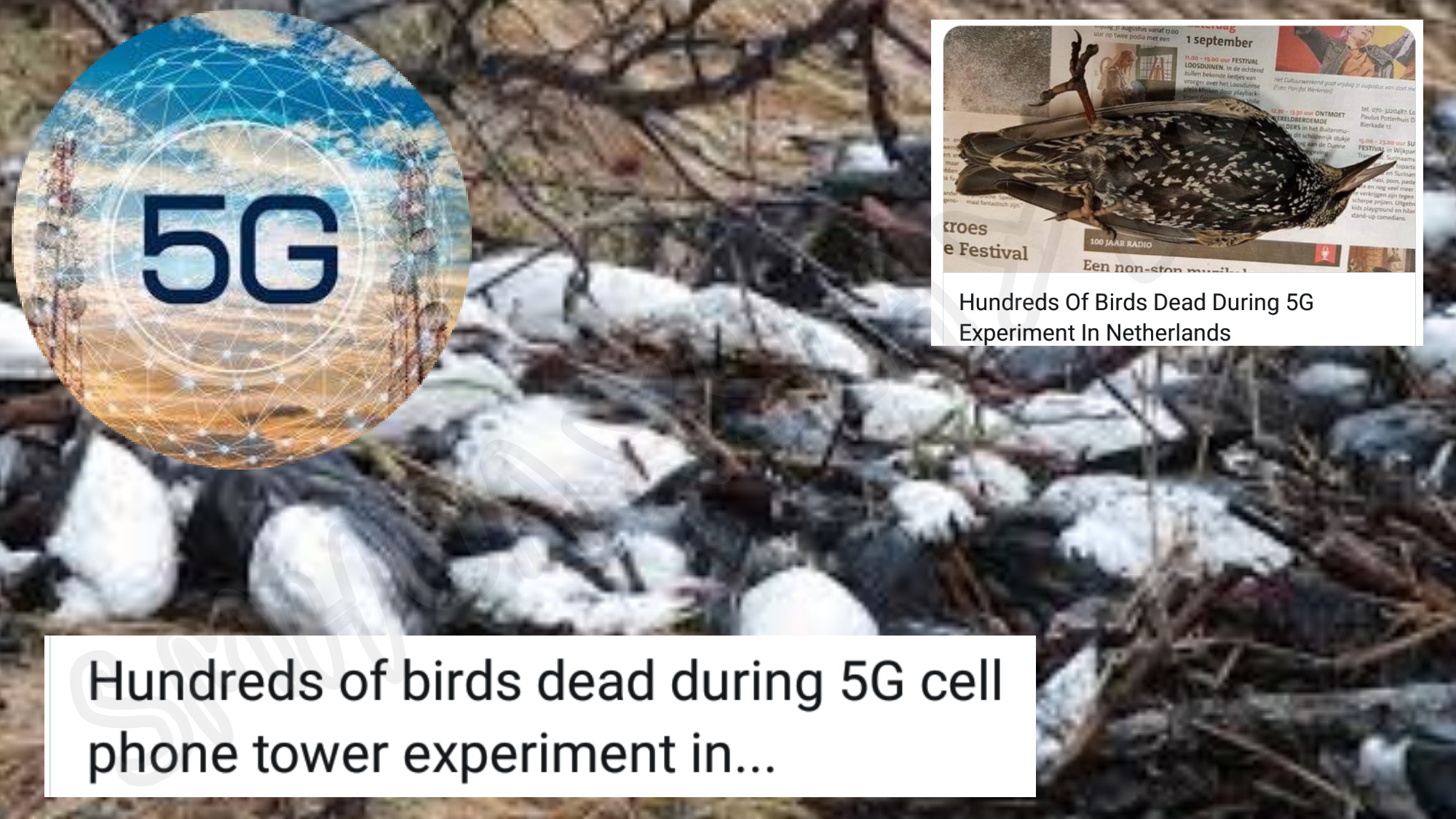 Did 5G tests kill 297 birds in Netherlands? – Swachh Social Media ...